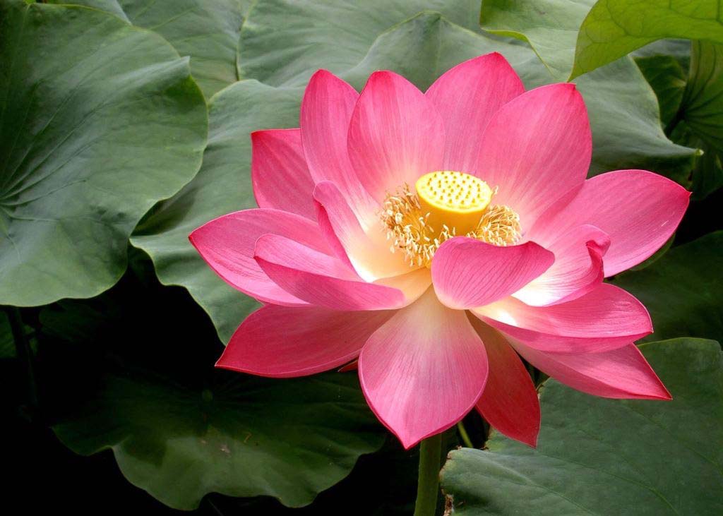 Image for article Falun Dafa: Peaceful Journey